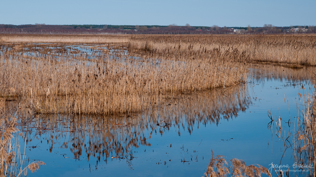078_Biebrza - kwiecien 2013.jpg